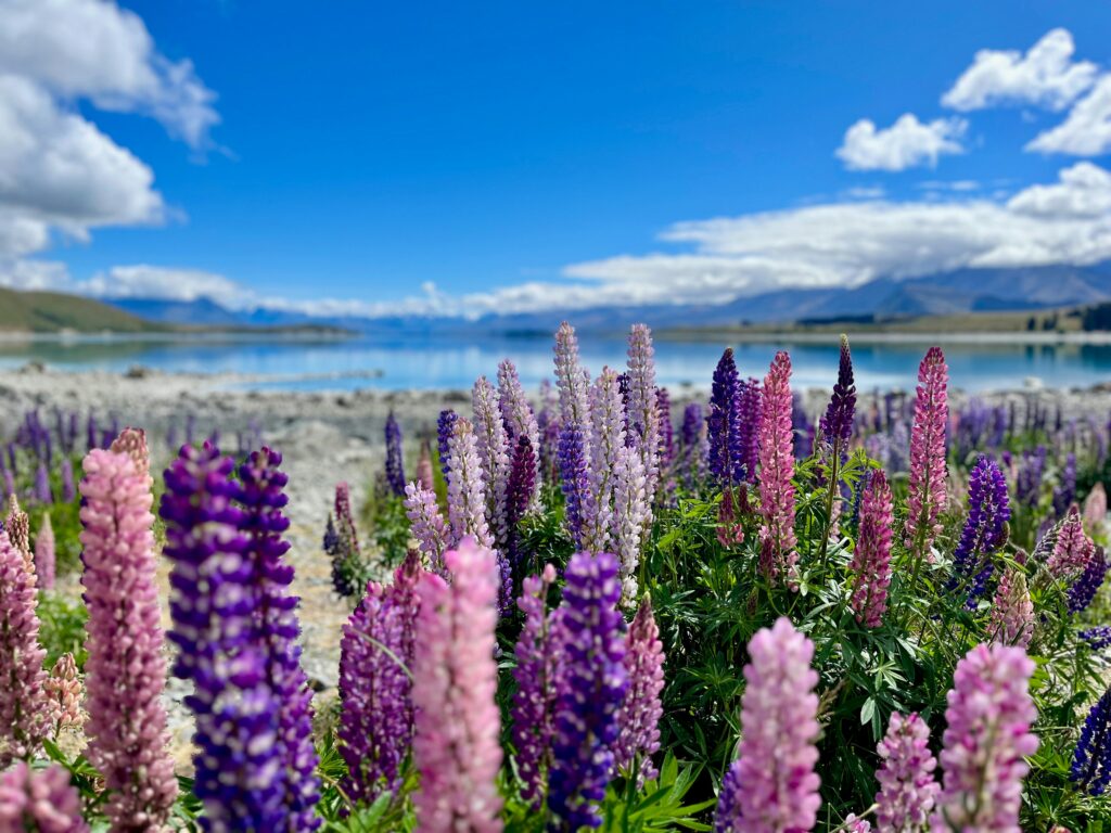New Zealand